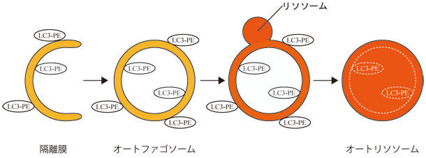 LC3_antibody_icc_cac_2.jpg