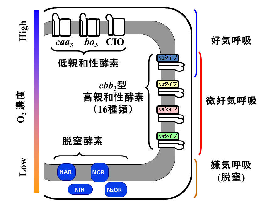 細菌のミトコンドリア型呼吸酵素により発生する活性酸素種 (ROS) を検出