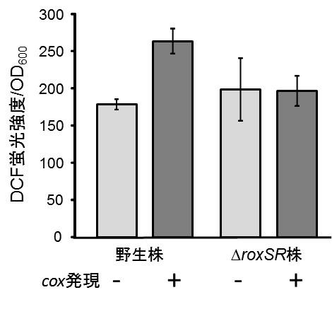 intracellular_ros_cbl_app_3.jpg