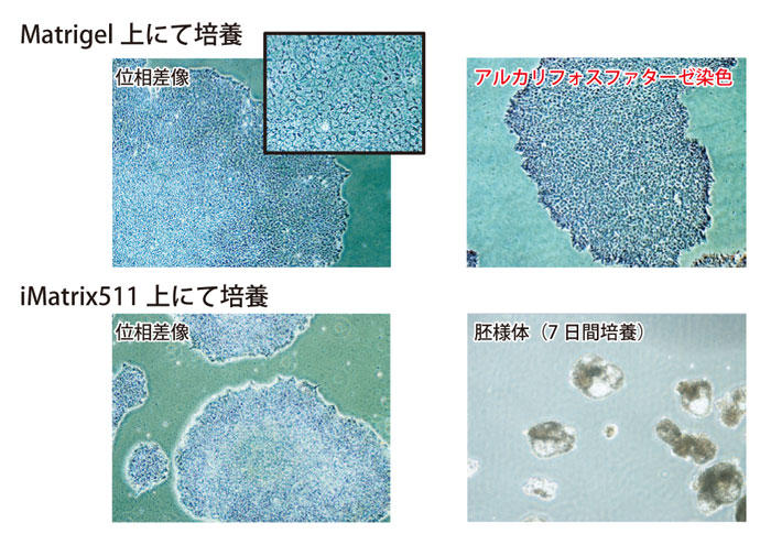 Nutristem 培養液を用いたヒトiPS 細胞の培養