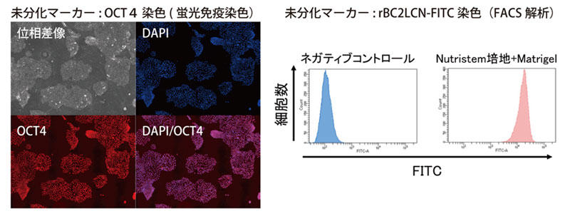 Nutristem 培養液を用いたヒトiPS 細胞の未分化性状態
