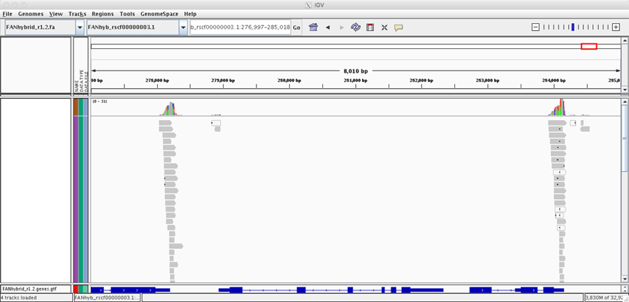 QuantSeq 3’ mRNA-Seq Library Prep Kitで作成したイチゴのcDNAライブラリのIlluminaリード（灰色の横棒）をリファレンスゲノムにマッピングし、IGVで表示した