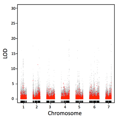 交雑分離集団の多検体の遺伝子発現のデータを用いて解析したイチゴの組織特異的eQTL。標的遺伝子（赤色）とバックグラウンドの遺伝子（灰色）を示す
