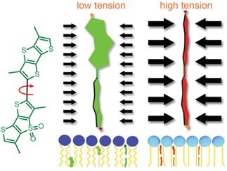 Cytoskeleton（CYT）社 Flipper-TR® プローブについて | コスモ
