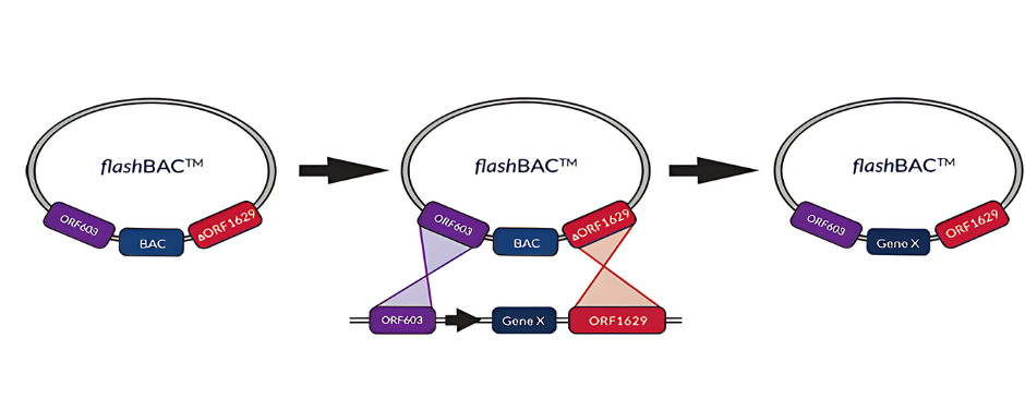 Oxford Expression Technologies （OET） 社 バキュロウイルス