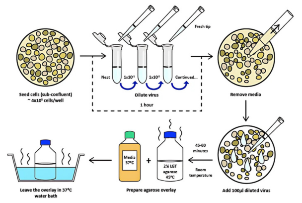Oxford Expression Technologies （OET） 社 バキュロウイルス