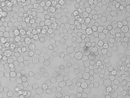 Oxford Expression Technologies （OET） 社 バキュロウイルス