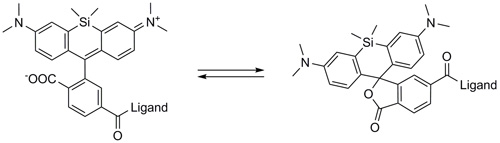 SiR 誘導体は、蛍光性の両性イオン(開環)形と(左)と非蛍光性スピロ(閉環)形(右)との間の平衡状態で存在する。