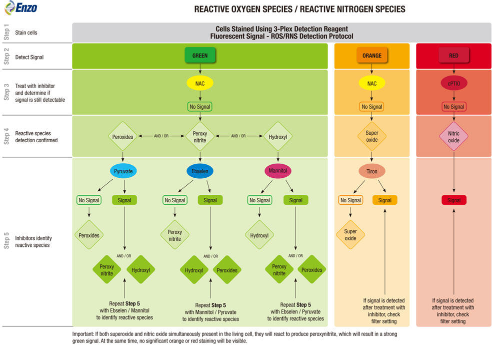 ENZ_ROS-RNS-chart.jpg