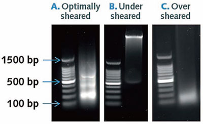 PVS_ChIP_assay_tips_2.jpg