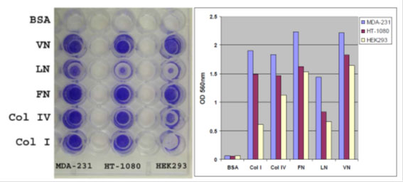 ECM-mediated Cell Adhesion