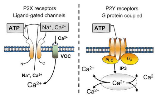 〜哺乳類細胞を用いて〜AAT Bioquest（ABD）社　蛍光カルシウム指示薬を用いたATP誘導カルシウム流入の定量方法