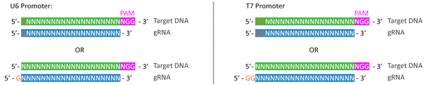 U6T7 RNA|[[IIIv[^gRNAɎgp邱ƂŐz񐧌́A邱Ƃ\