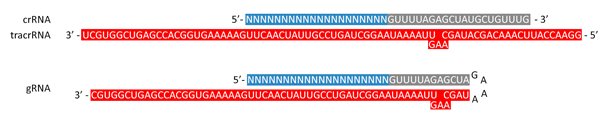 crRNA-tracrRNÂgRNA̗