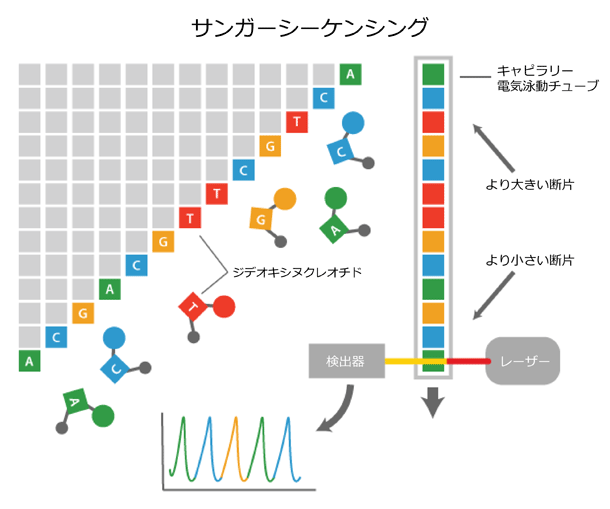 次世代シーケンシング Ngs とは コスモ バイオ株式会社