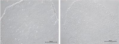 NutriStem(R)|nAMatrigeliTMjŔ|{H1qgESזE̕WIȌ`