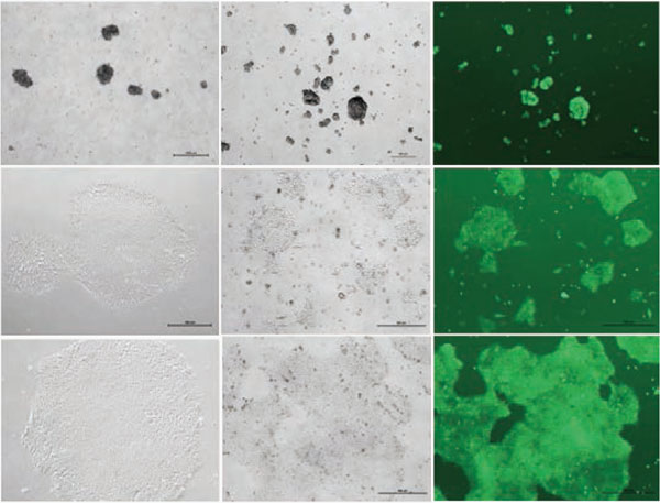 CryoStemɂēqgESזEiH1 and hOct4-GFP reporter cells, invitrogenj𓀂AMatrigel(TM)NutriStem(R)|npĔ|{