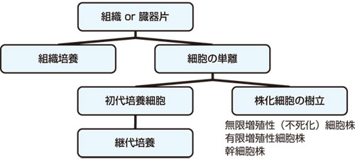 Biological Industries社 細胞培養の手引き コスモ バイオ株式会社