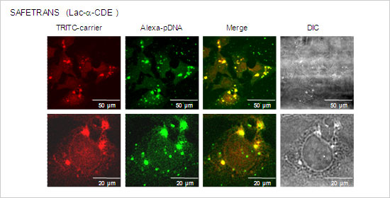 Nuclear localization of the Alexa-pDNA complexes with TRITC-labeled SAFETRANS (Lac-a-CDE) in HepG2 cells.