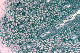 SAVIEW(R) PLUS HRP Reagent