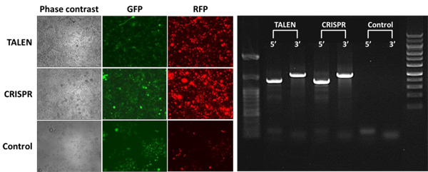 Rosa26ʂɂTALENCRISPR-Cas9݌^gX`qg