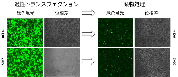 ヒトAAVS1セーフ・ハーバー用GeneCopoeia 社TALENにより2種類の導入遺伝子に対する部位特異的組込みが促進した