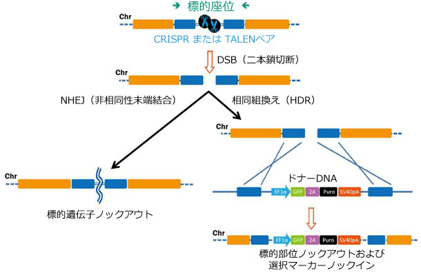 QmҏWc[ɂUꂽDSB(DNA{ؒf)̏CoH