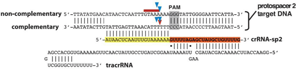 化膿性連鎖球菌（S.pyogenes）由来Cas9ヌクレアーゼは、標的部位への結合および標的DNAの切断のために、標的特異的なcrRNA（CRISPR RNA）とtracrRNA（transactivating CRISPR RNA）を要する