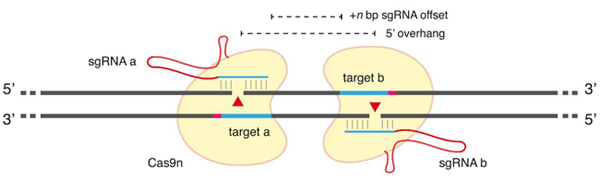 Cas9_ujbJ[[@̈ʓIȊTBRan, et al.i2013bjp