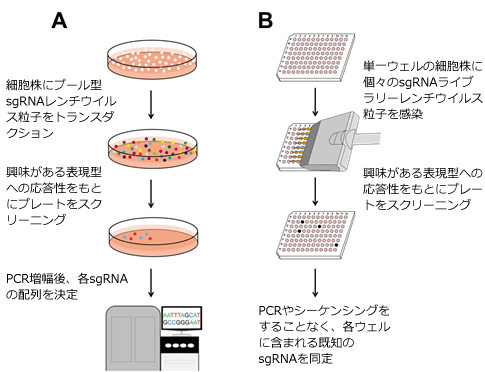 CRISPR-Cas9 sgRNACu[p{IȎ̗B