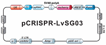 GeneCopoeia Genome-CRISPTM CRISPR sgRNACu[ɎgpĂXsgRNAR[hvX~hi