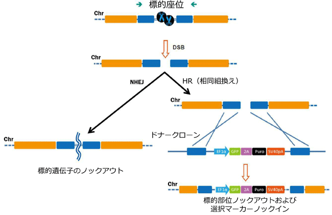 ゲノム編集ツールにより誘導されたニ本鎖切断（DSBs）の修復経路