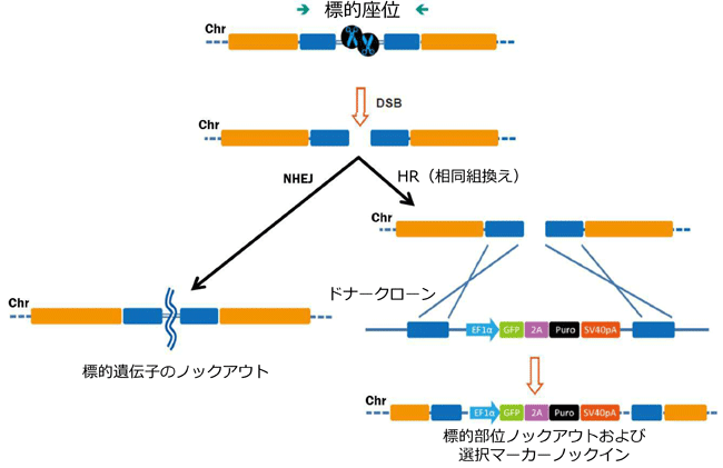 CRISPR-Cas9 VXe