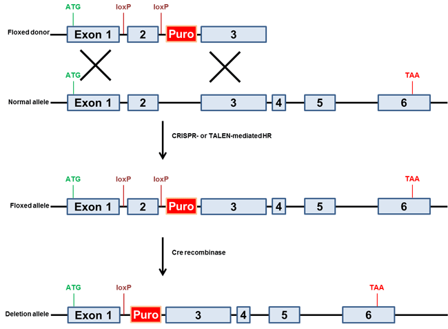 ImbNAEghi[