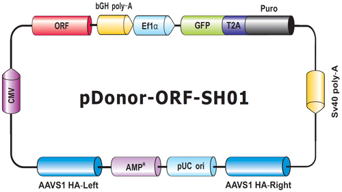 Genome-CRISPTM ヒトAAVS1セーフ・ハーバーノックインクローン骨格