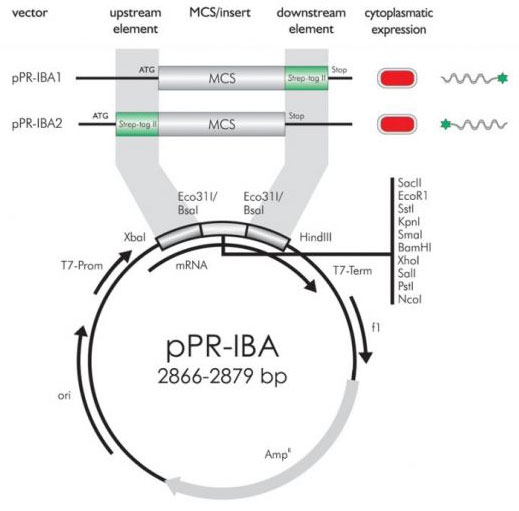 IBA_StreptagVector_5.jpg