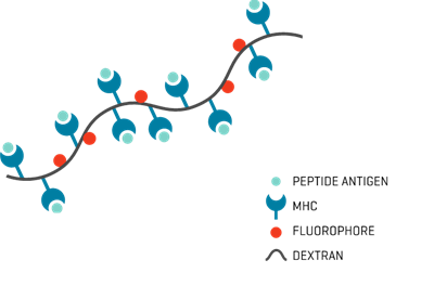 IMX_mhc_dextramer_schematic_diagram_01.png