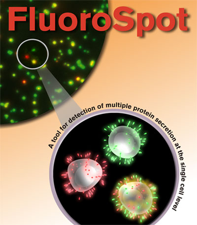 FluoroSpot 原理とアプリケーション