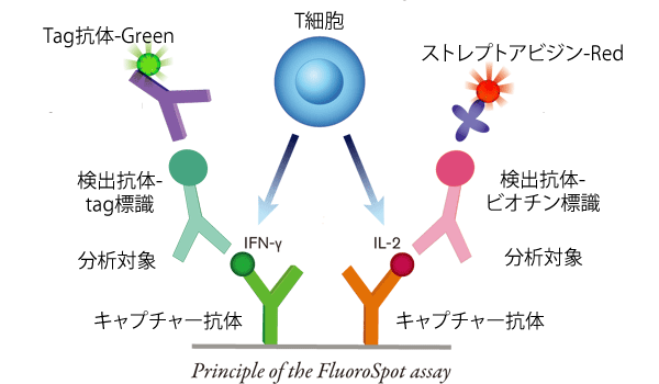 FluoroSpotAbZČyёiIFN-γ/IL-2̗j