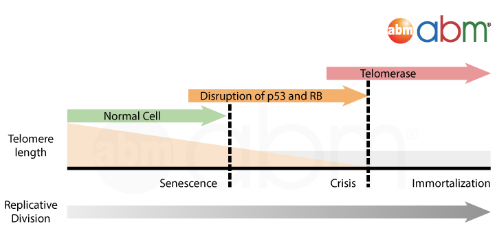 正常細胞の典型的な寿命（緑矢印）