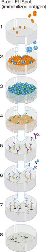 bcell_1.jpg