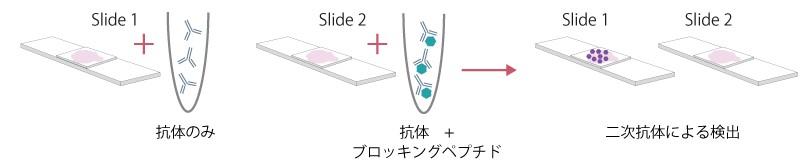 ブロッキングペプチドとは