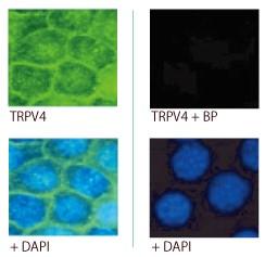 blocking-peptide-protocol-immunostaining-alo_02