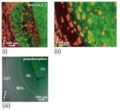 blocking-peptide-protocol-immunostaining-alo_03