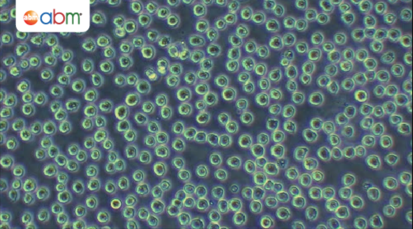 cell-culture-viability-attachment-apb_05.png