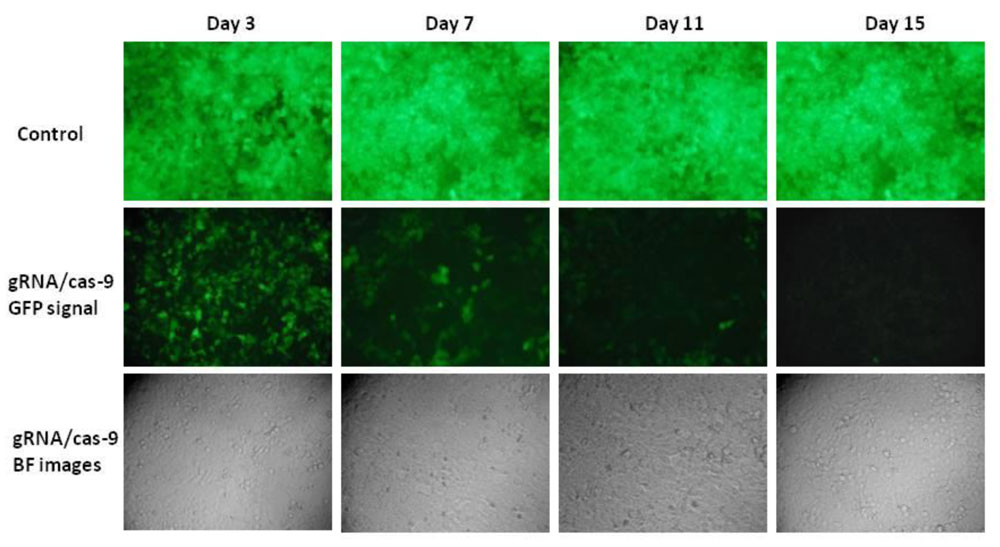 HEK293זEɂCRISPR-Cas9VXepGFP|[^[`qmbNAEg