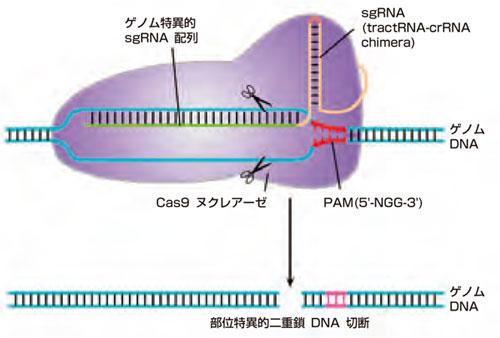 CRISPR-Cas9標的認識