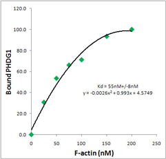 cyt-phalloidin-1-3.jpg