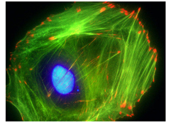 cyt-phalloidin-2-1.jpg
