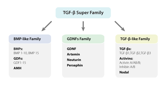 growth-factors-cytokines-introduction-apb_02.png